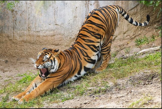 Lower back tension release using the&nbsp;legs