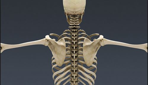 CERVICAL SPINE AND SHOULDER&nbsp;HEALTH