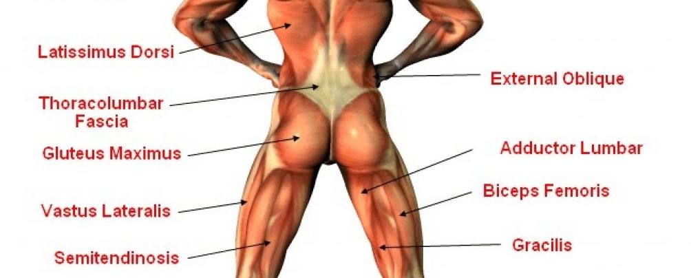 Avoiding lower back pain with daily natural&nbsp;movement